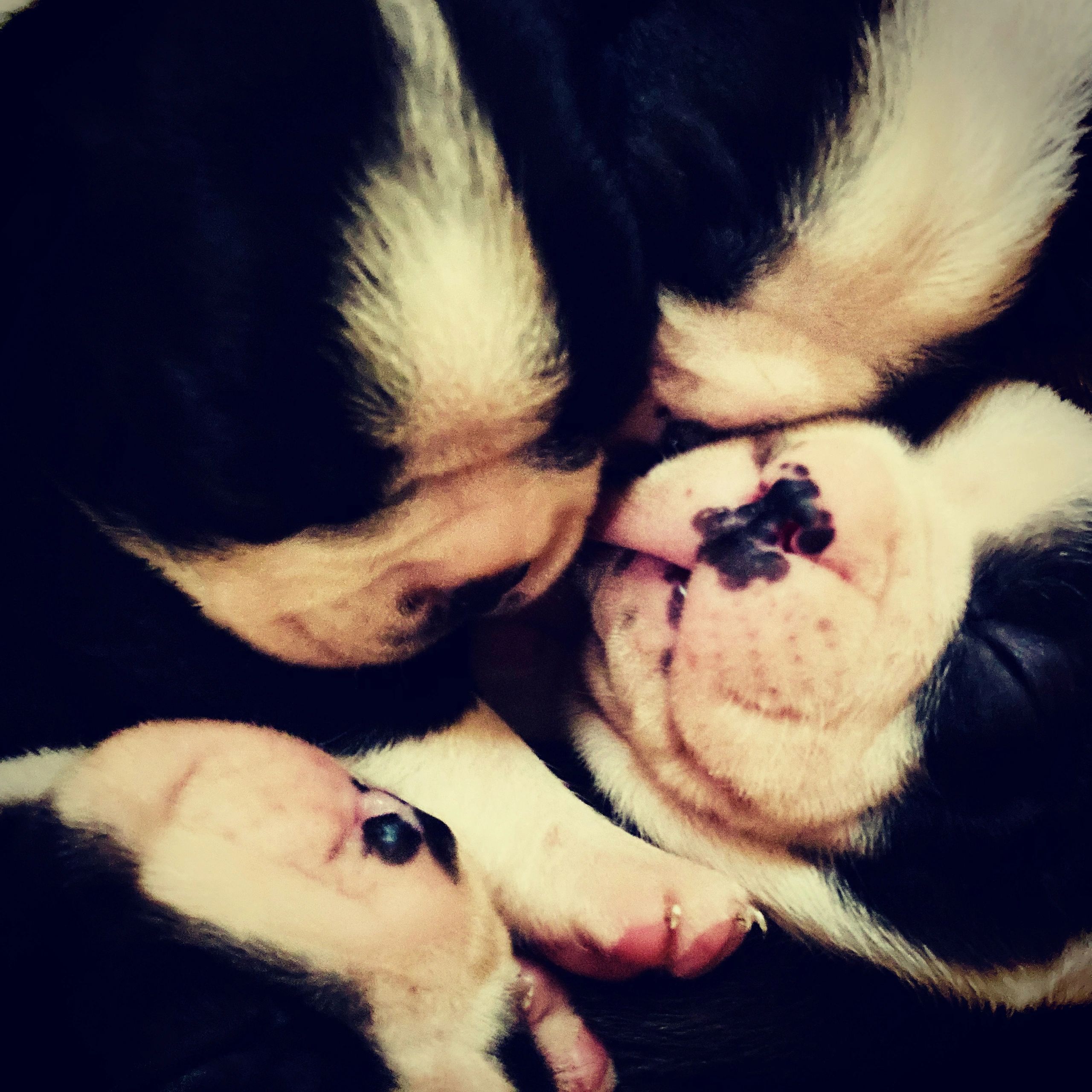 Happy kennels boston terriers sales